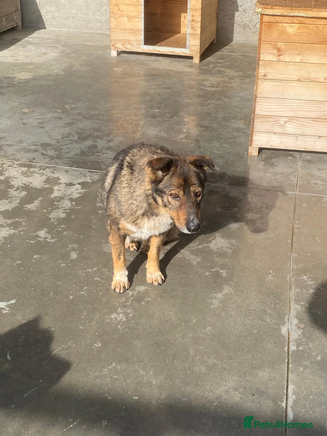 Mixed Breed dogs for adoption: Toshko, approx 10 yrs. Available for adoption. - Advert 8