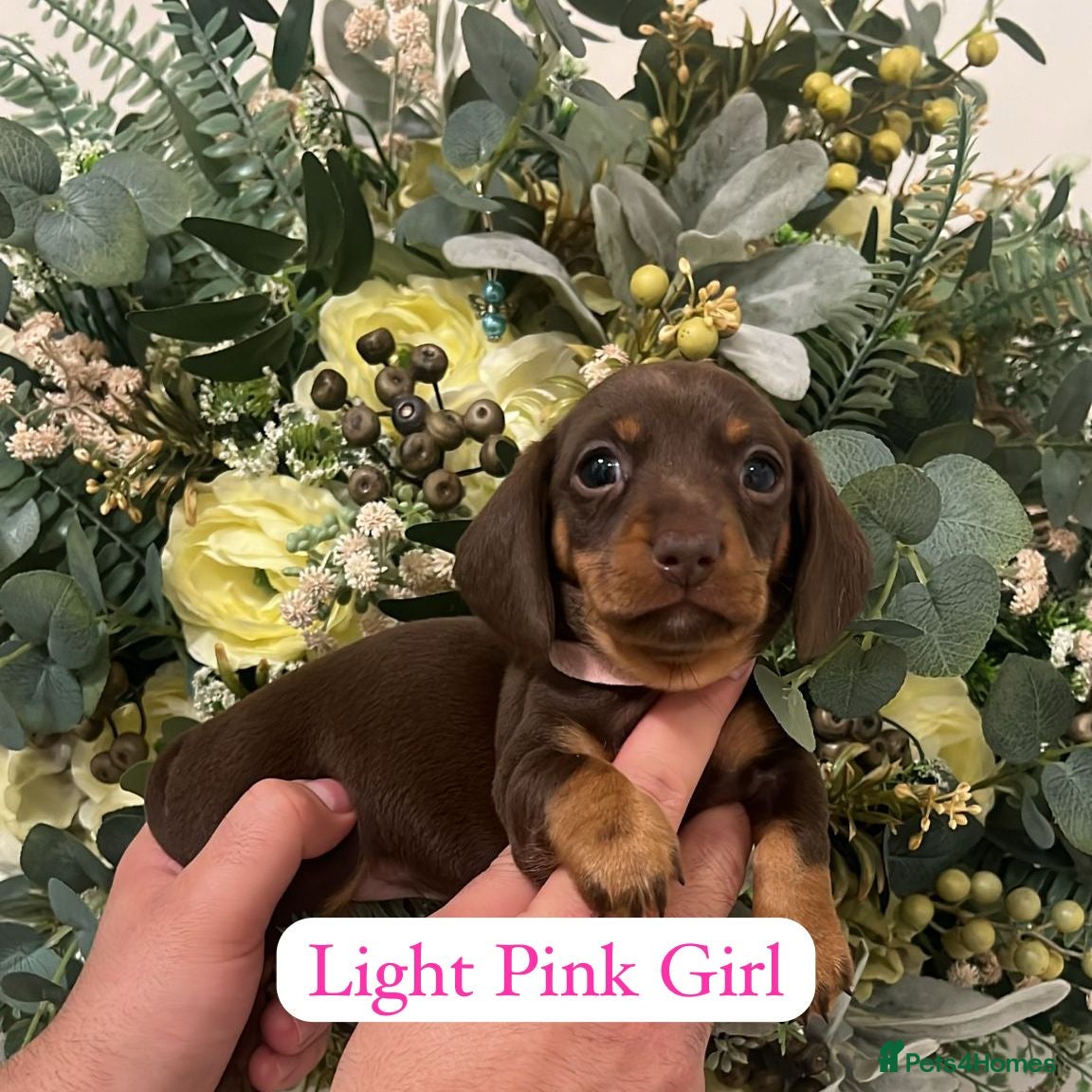 Miniature Dachshund dogs Stunning minature dachshund litter  - Advert 4