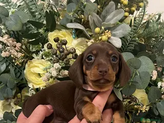 Miniature Dachshund dogs Stunning minature dachshund litter - Advert 4