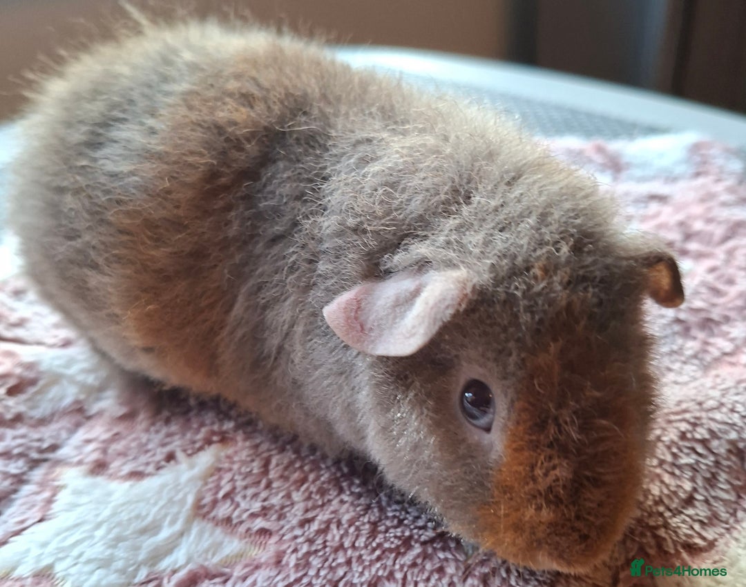 Guinea Pig rodents for sale: Gorgeous male and female Pure Teddy Guinea pigs  - Advert 3