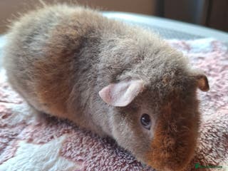 Guinea Pig rodents Gorgeous male and female Pure Teddy Guinea pigs - Advert 13