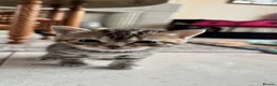 Domestic Shorthair cats for sale: Five Kittens looking for homes! Cute dispositions! - Advert 3
