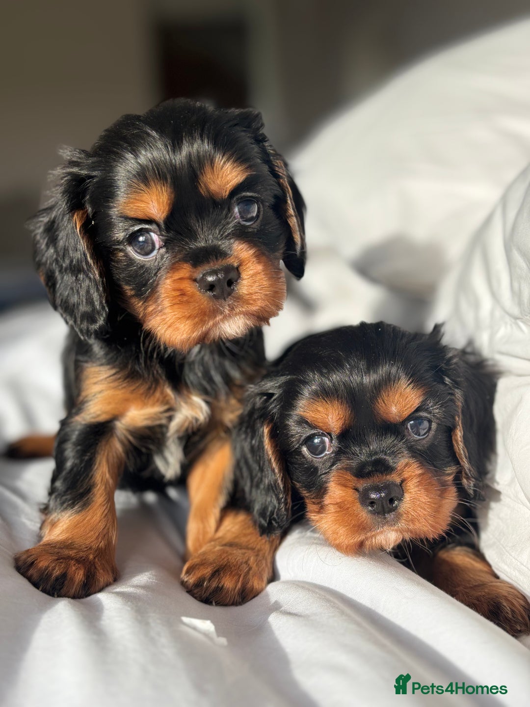 Cavalier King Charles Spaniel dogs for sale: 🐶KC REG, EXTENSIVELY HEALTH TESTED CAVALIER 🐶  - Advert 9