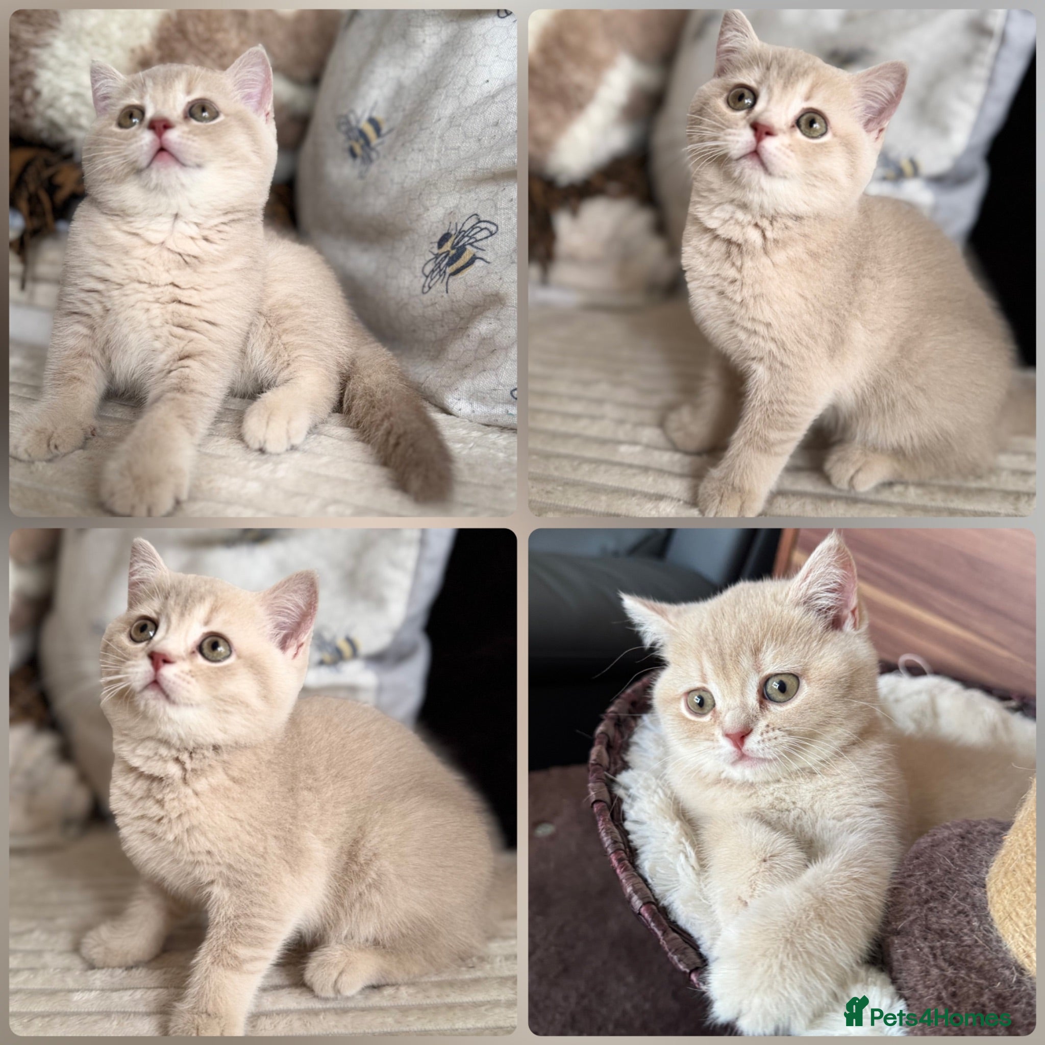 British Shorthair cats 👑 Exceptional BSH Cream Golden Tipped Girl 👑 - Advert 3