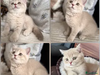 British Shorthair cats 👑 Exceptional BSH Cream Golden Tipped Girl 👑 - Advert 3