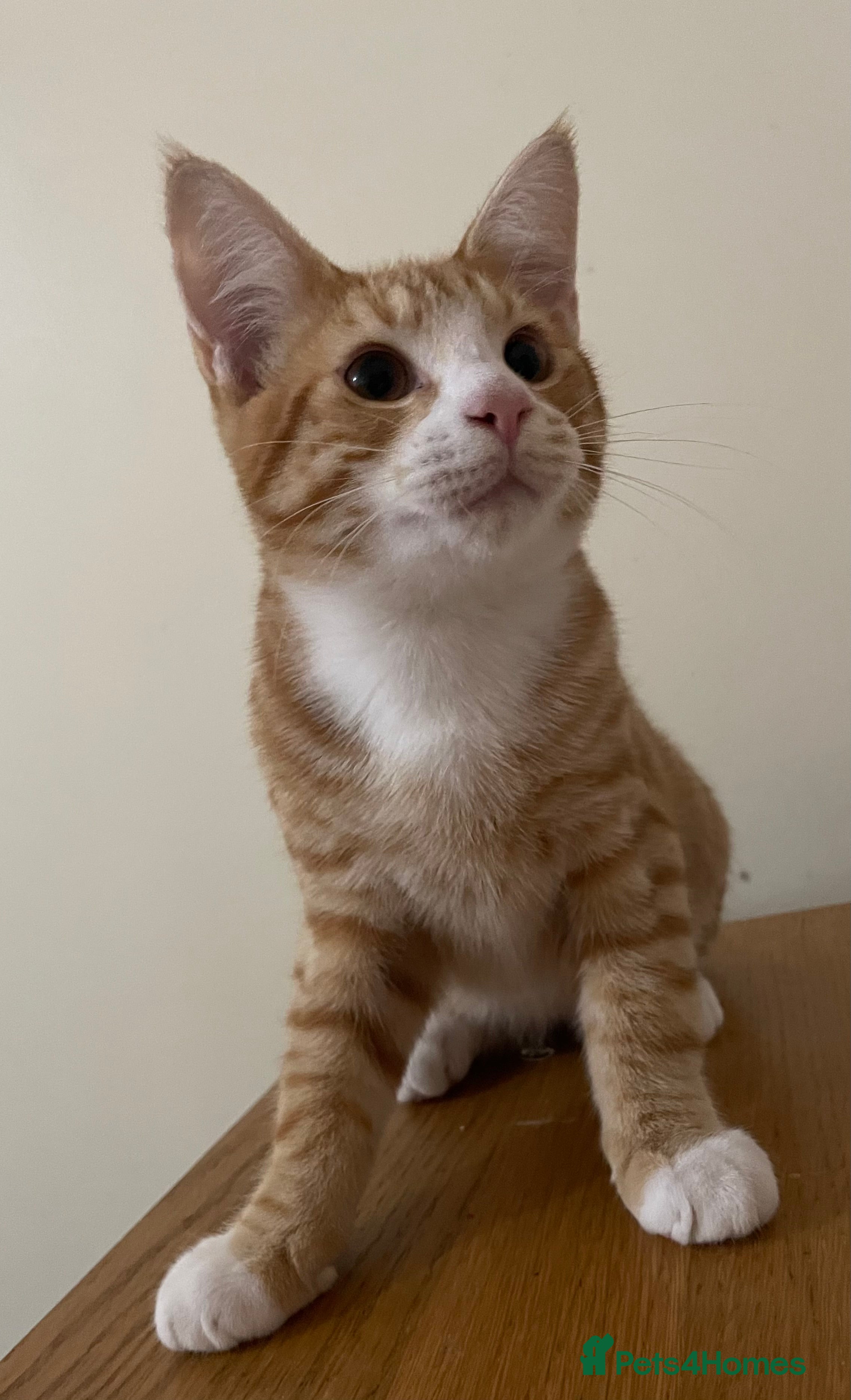 Domestic Shorthair cats 2 male kittens - Advert 2