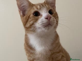 Domestic Shorthair cats 2 male kittens - Advert 19