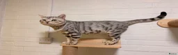 Bengal cats for stud: Bengal Stud - Advert 4