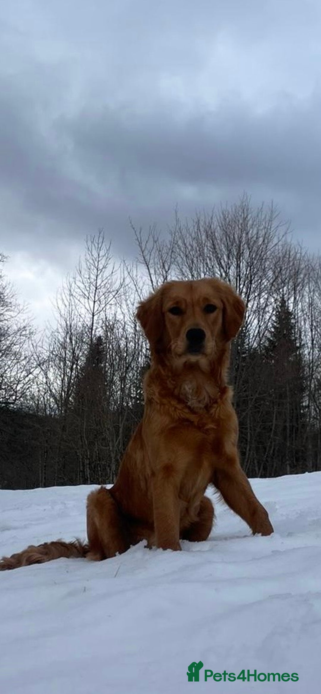 Golden Retriever dogs for sale: Lovely Litter 🐶 KC registered🐶health tested  - Advert 16