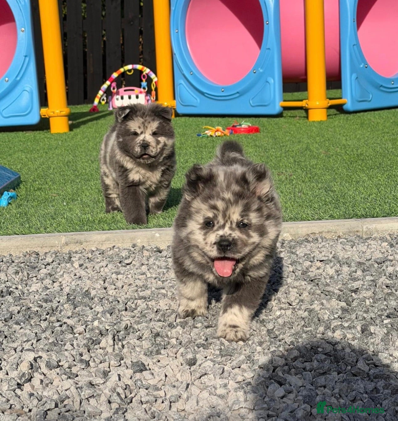 Chow Chow dogs Exotic colour pure chow chow puppies for sale  - Advert 1