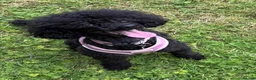 Miniature Poodle dogs for sale: Miniature poodle puppies  - Advert 6