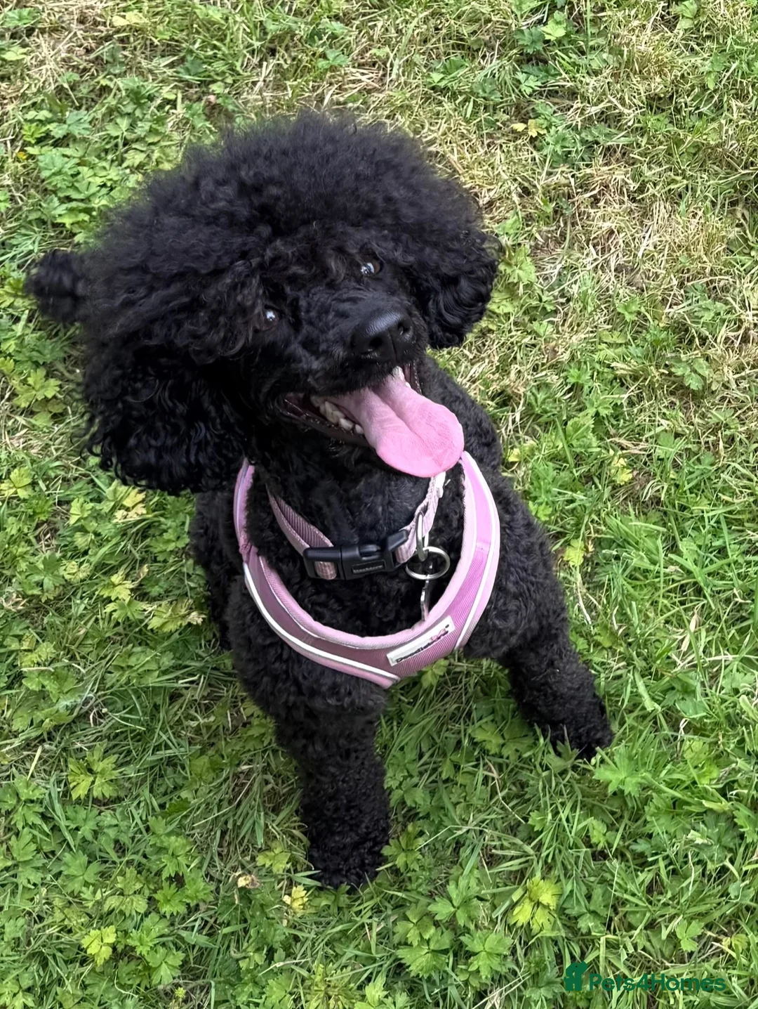 Miniature Poodle dogs for sale: Miniature poodle puppies  - Advert 6