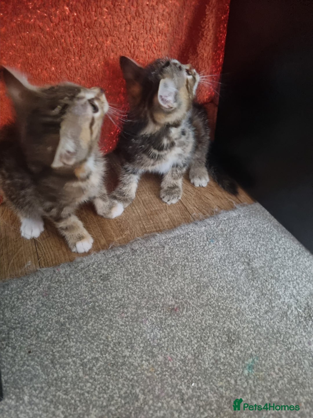 Mixed Breed cats for sale: Kittens  - Image 5