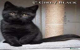 British Shorthair cats for sale: British kittens  - Advert 5