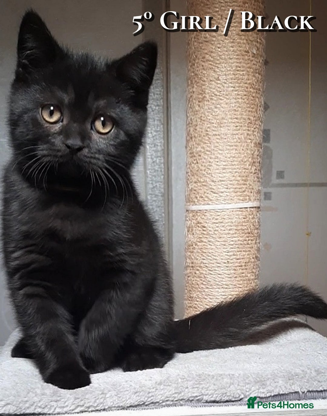 British Shorthair cats for sale: British kittens  - Advert 5