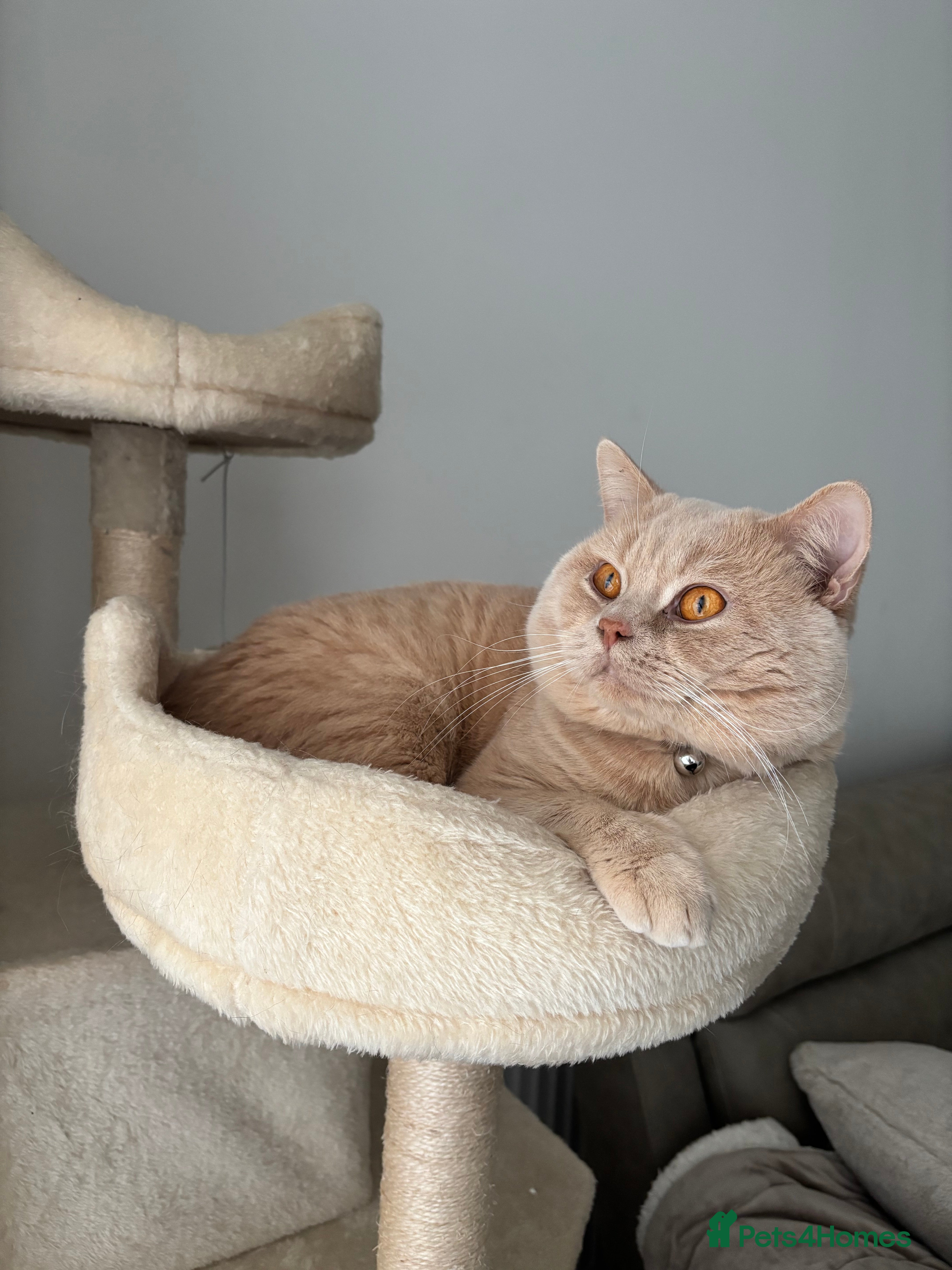 British Shorthair cats Cream Active GCCF Stud with Championship status  - Advert 2