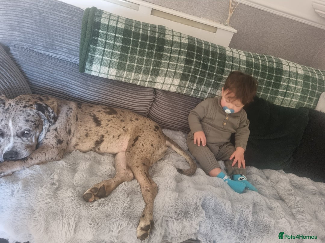 Mixed Breed dogs for sale: 14 month merle mastiff  - Advert 19