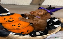 Cockapoo dogs for sale: F1 Cockapoo puppies  - Image 36