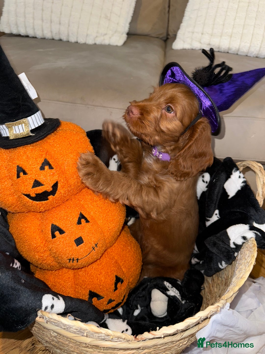 Cockapoo dogs for sale: F1 Cockapoo puppies  - Image 36