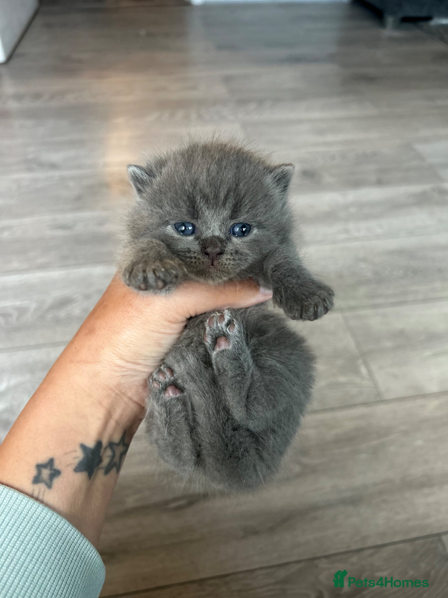 British Shorthair Kitten 5