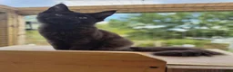 Maine Coon cats for sale: 🌟Tica registered mainecoons champion lines! 🌟 - Advert 5