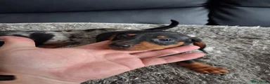Miniature Dachshund 2