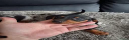 Miniature Dachshund dogs for sale: Miniature dachshund puppies boys and girls - Advert 14