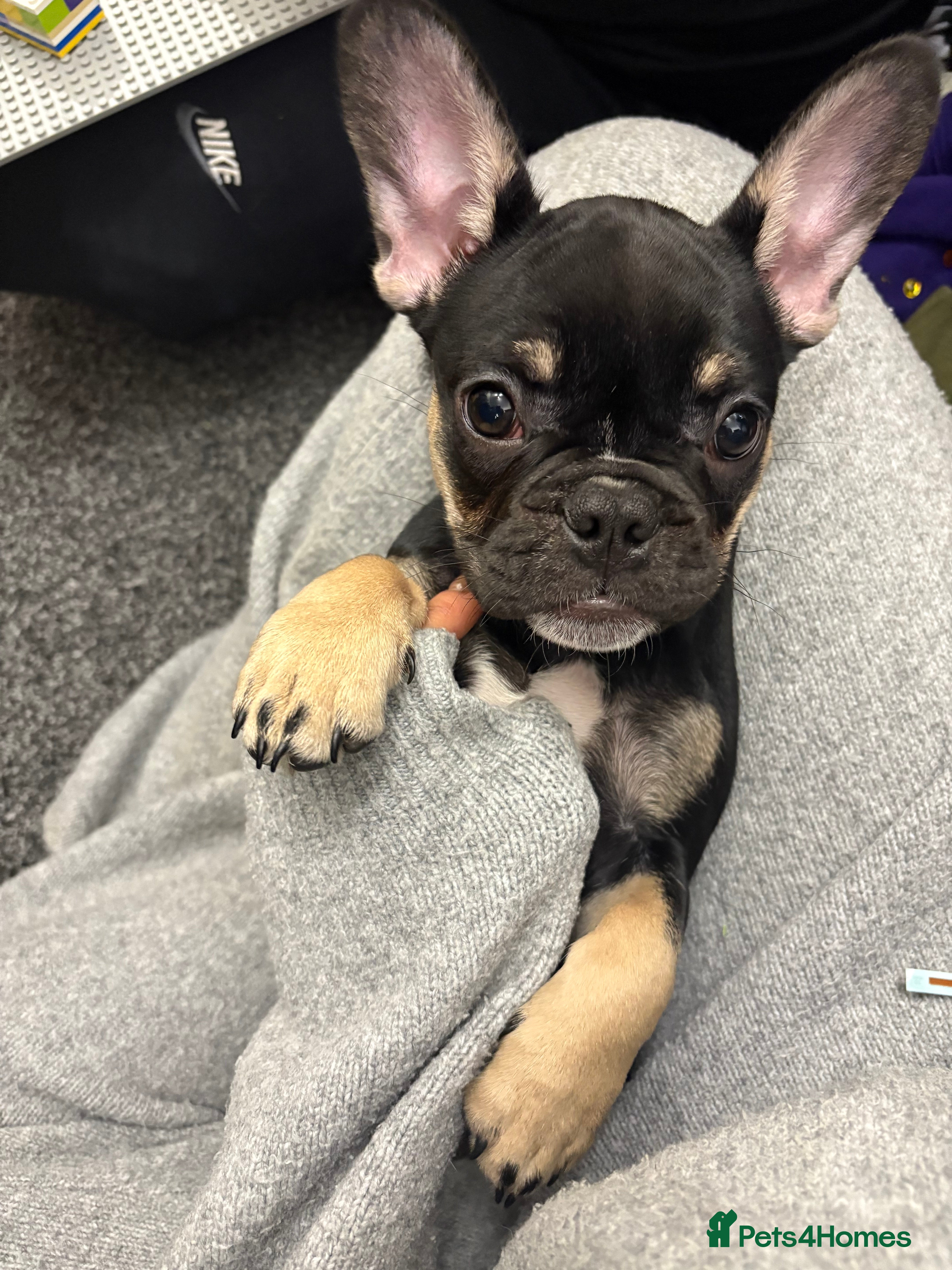 French Bulldog dogs French bulldog puppy  - Advert 6