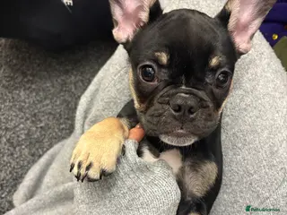 French Bulldog dogs French bulldog puppy - Advert 1