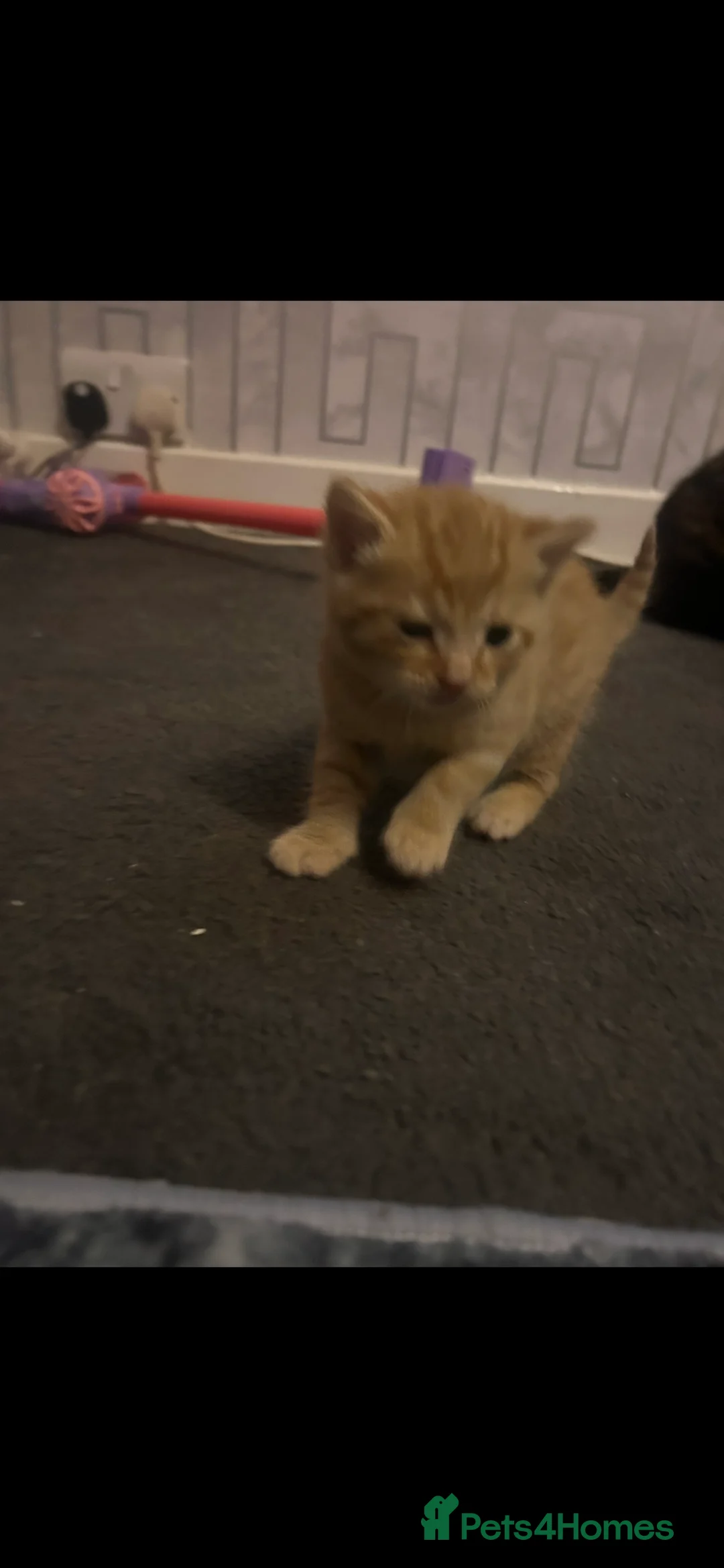 Mixed Breed cats for sale: 3 gorgeous male kittens for sale  - Advert 3