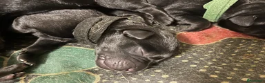 Mixed Breed Puppy 7