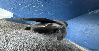 Mini Lop rabbits - Advert 3