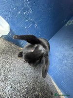 Mini Lop rabbits - Advert 1