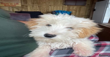 Cavapoo dogs - Advert 7