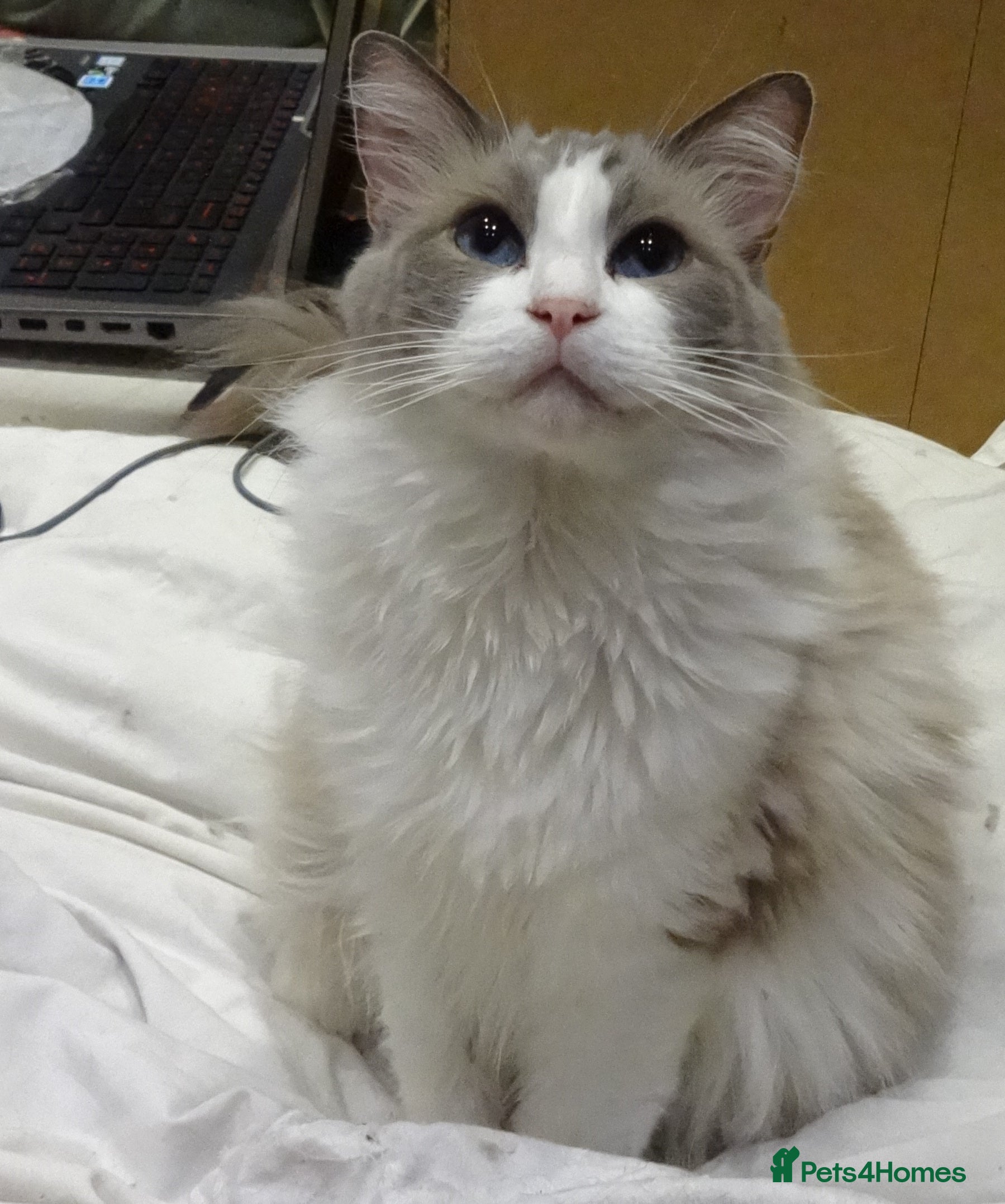 Ragdoll cats Ragdoll Bi-Colour Male Boy - Advert 17