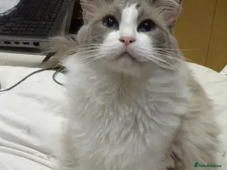 Ragdoll cats Ragdoll Bi-Colour Male Boy - Advert 17