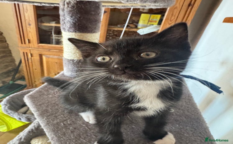 Mixed Breed cats - Advert 4