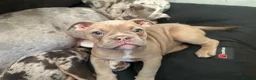 Old Tyme Bulldog dogs for sale: ⭐️Reduced⭐️ Old English bulldogs  - Advert 23