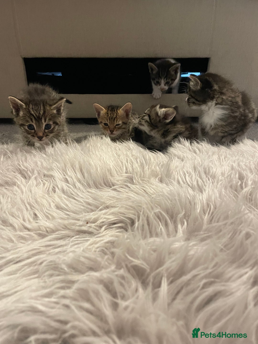 Savannah cats for sale: F7 Savannah cats  - Image 12