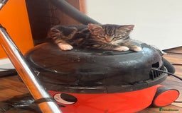 Bengal cats for sale: Bengal babies  - Image 20