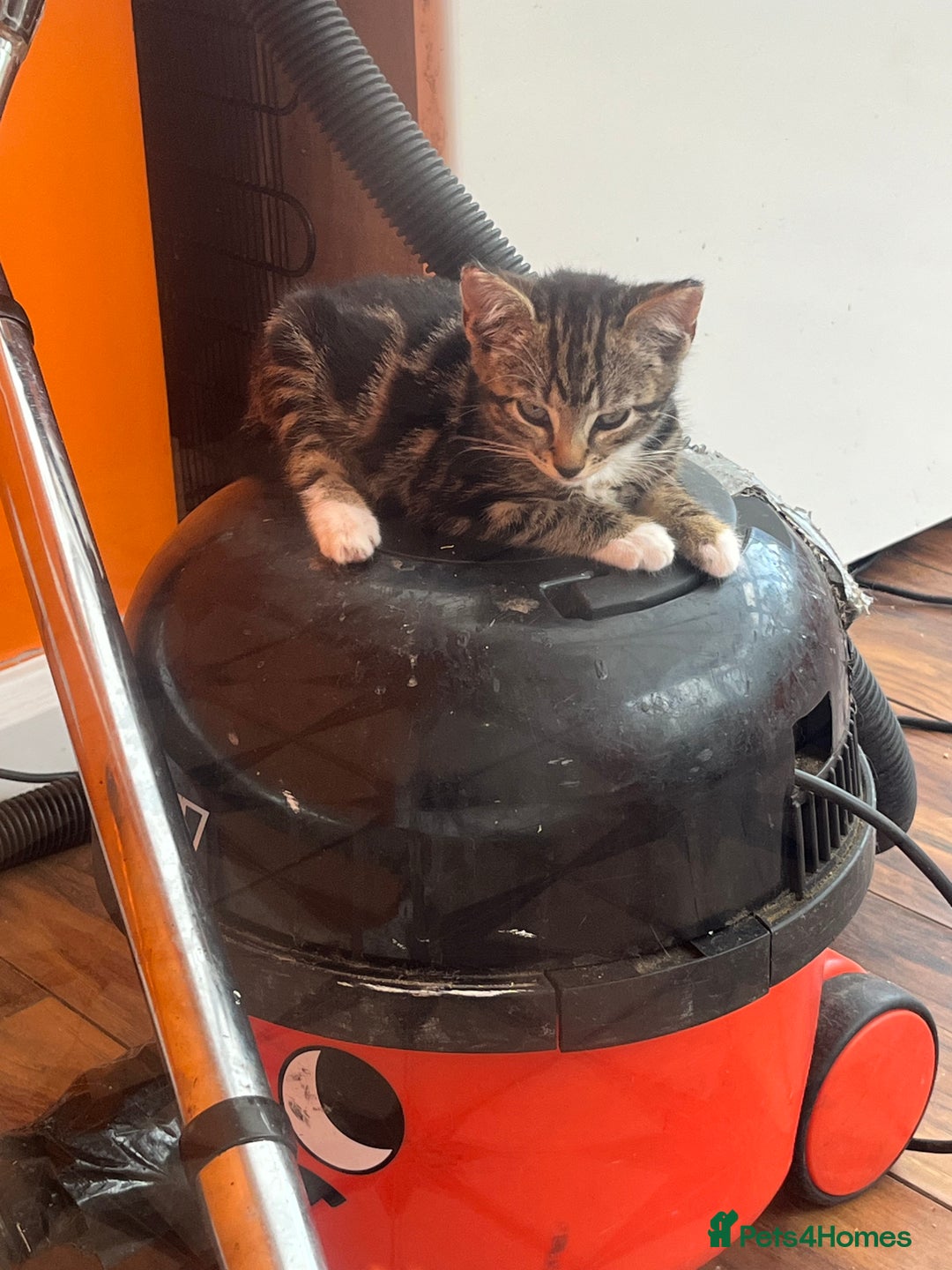 Bengal cats for sale: Bengal babies  - Image 20