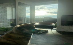 Japanese Akita Inu dogs for sale: Beautiful brindle Japanese Akita  - Image 10