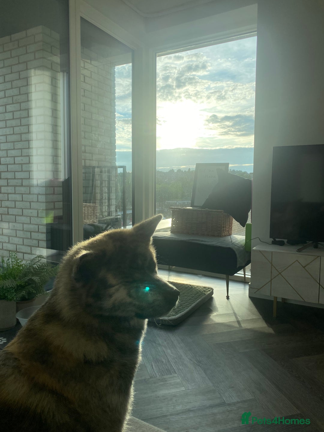 Japanese Akita Inu dogs for sale: Beautiful brindle Japanese Akita  - Image 10