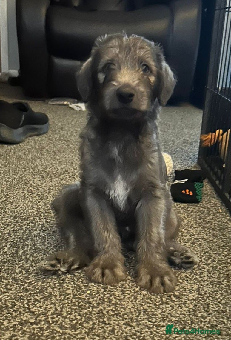 Bedlington Terrier dogs Stunning Beddlington x Whippet boy - Advert 2