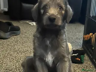 Bedlington Terrier dogs Stunning Beddlington x Whippet boy - Advert 2