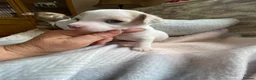 Jack Russell dogs for sale: Much Wenlock Rare Colour Jack Russell Pups Merle - Advert 28