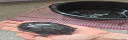 Turtle reptiles for sale: 3 x Black musk turtles in Hailsham - Advert 5