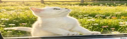 British Shorthair cats for sale: BSH Silver/Black Tipped Boys GCCF Registered  - Advert 2
