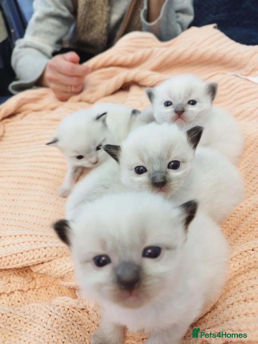 Ragdoll cats for sale: Adorable Ragdoll Babies  - Advert 1