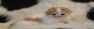 Scottish Fold Kitten 2